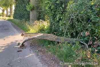 Brandweer verzaagt grote tak op rijbaan