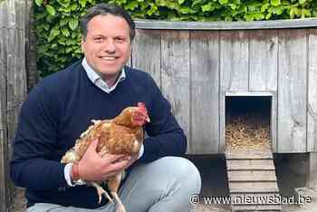 Vlaams Belang wil kippenactie opnieuw invoeren: “Kippen verwerken 50 kilo keukenafval per jaar”