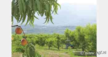 Grieks perzikseizoen omgeven door vraagtekens