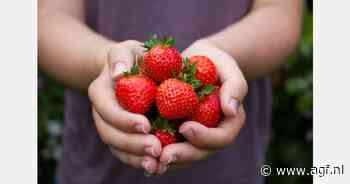 Laatste vollegrondsaardbeientelers in Landegem stoppen ermee