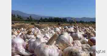 "Hoge Egyptische knoflookproducties dit jaar"