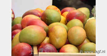 Mango's uit Odisha bereiken Belgische markt