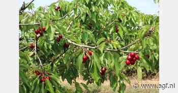 Tegenslag voor Valenciaanse kersentelers