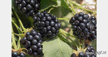 VK: Bramen- en aspergeprijzen stijgen, frambozen dalen