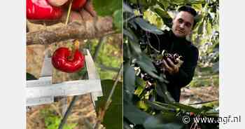 "De sleutel voor groei van de kersenafzet zit in betere rassen in het vroege seizoen"