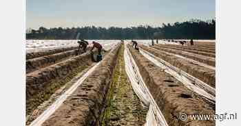 "Wederom tekort aan asperges aan het eind van het seizoen door verschuiving volumes en eerder beëindigen van percelen"