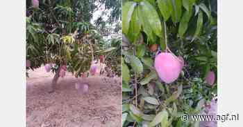 Hoge verwachtingen voor Senegalees mangoseizoen