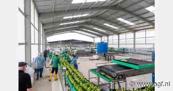 Ecuadoraanse bananenexport profiteert van slecht weer in Centraal-Amerika