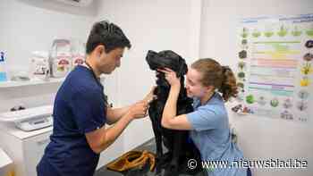 Bloed geven redt levens, ook voor honden en katten: “Bloedtransfusies maken verschil tussen leven en dood”