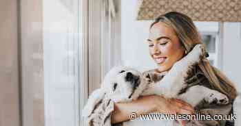 Symptoms every pet owner should check for during summer