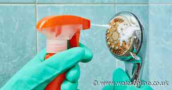 Clean away shower head limescale in half an hour with 1 natural common ingredient