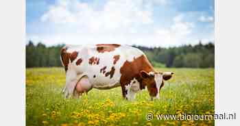 Biologische melkproductie EU daalt, Nederland laat groei zien