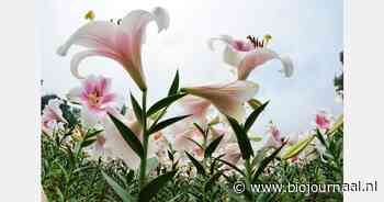 Duurzame lelieteelt in Drenthe is nu al mogelijk