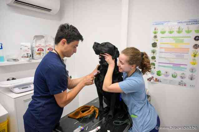 Bloed geven redt levens, ook voor honden en katten: “Bloedtransfusies maken hét verschil tussen leven en dood”