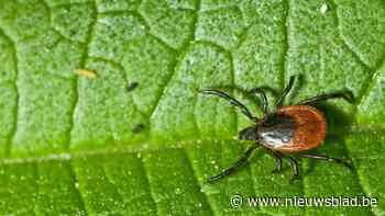 In twee derde van Limburgse tuinen zitten teken: “Denk goed na bij tuinontwerp”