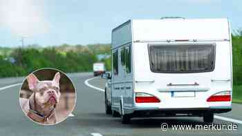 Hund springt während Fahrt aus Wohnwagen und wird überfahren