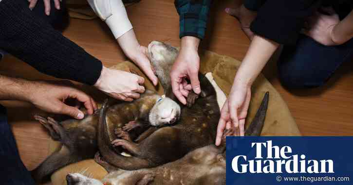 Otters posing for selfies in Japanese cafes may be linked to illegal trade, experts warn