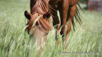Heugabel durchbohrt Bein: Mädchen (11) bei Reitunfall schwer verletzt