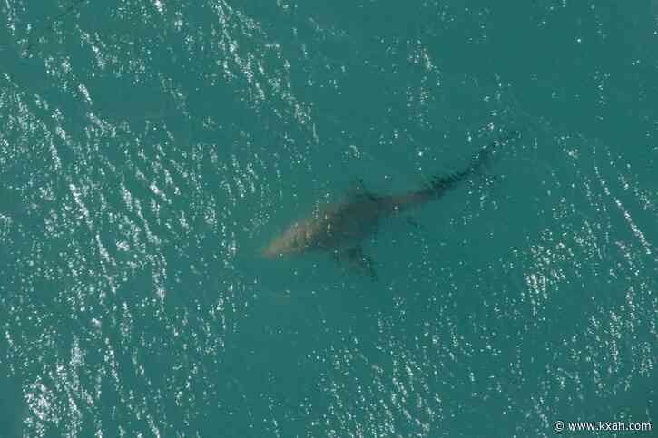 'It was still chasing her': 9-year-old girl attacked by shark while swimming at Florida beach