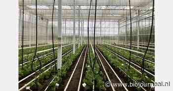 Naar een weerbaarder bio komkommergewas via bladtoepassingen