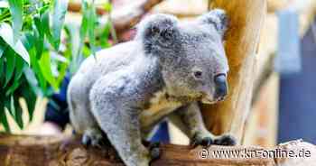 Zoo Duisburg: Irwin als altester Koala Europas gestorben