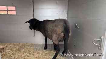 Gestohlene Schafe in Berliner Wohnung geschlachtet – Polizei stoppt brutales Gemetzel