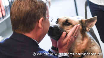 Wenn der Chef den Hund mitbringt: Sind Haustiere im Büro eine Revolution im Büroalltag?