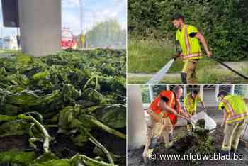 Lading spinazie belandt onder brug bij druk kruispunt tijdens ochtendspits