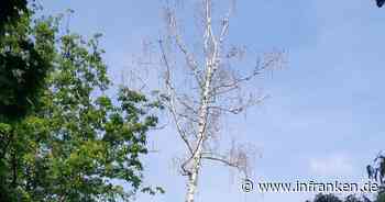 Baumarbeiten an Bamberger Landesgartenschauweg: Teilstück voll gesperrt