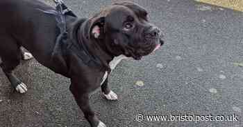 Bristol man who kicked his dog 3 times says he was 'stressed'