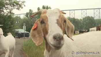 Lethbridge goats chew through problem weeds for 7th year
