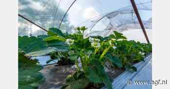 "Slimmer gebruik van plastics versterkt circulaire land- en tuinbouw"