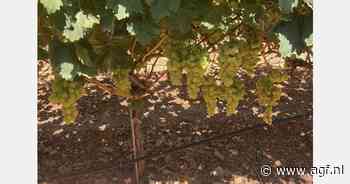 Grieken verwachten normale druivenoogst