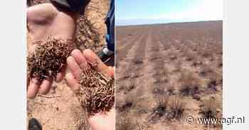 Kruiden van Marokkaanse markt verdwenen door droogte