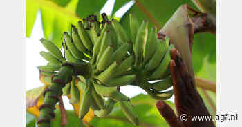 Panamese Chiquita-werknemers beëindigen blokkades