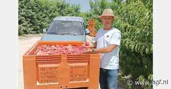 Nectarine wint terrein in Murcia