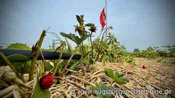 „Das ist kein Erdbeerjahr“: Hagel und Frost zerstören ganze Felder im Raum Neu-Ulm
