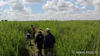 Op zoek naar eetbare en bruikbare planten in het Ilperveld