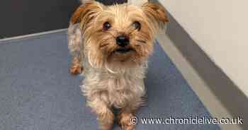 Newcastle woman banned from keeping dogs after repeatedly failing to seek vet treatment for Yorkshire Terrier