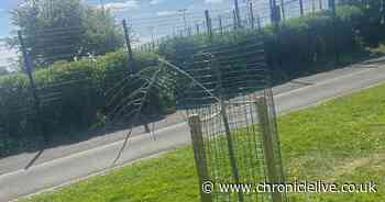Newly planted trees in Wallsend 'mindlessly destroyed' by vandals