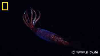 Sensation in der Tiefsee: Forschungsteam gelingt Aufnahme von lebendem Antarktis-Riesenkalmar