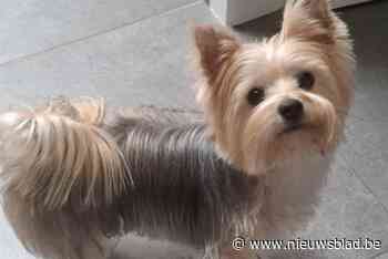 Hondje Yuna sterft na aanval door andere hond, baasje Ann wordt gebeten in borst: “De maat is vol”