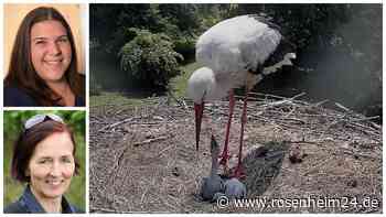 „Die Natur ist manchmal halt auch grausam“: So steht es um die Kolbermoorer Storchenfamilie