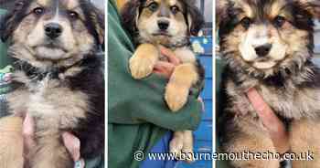 Puppies rescued from unlicensed breeder given new lease of life