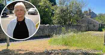 Wildflowers left to grow next to Dorset roads this summer