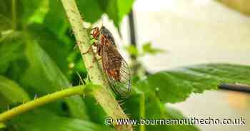 Extinct insect 'back from the dead' in the UK after more than 25 years
