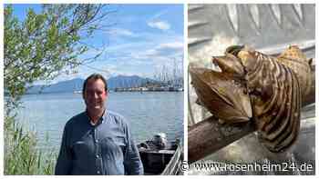 „Katastrophe“ und „Existenz gefährdet“? Alarmstufe braun für Chiemsee-Fischer wegen Quagga-Invasion