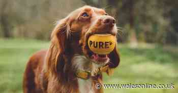 Dog owner told to 'prepare for worst' saw condition improve '100%' with 89p-per-day food