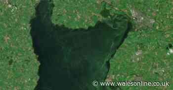 Blue-green algae from Lough Neagh displayed during Belfast Photo Festival