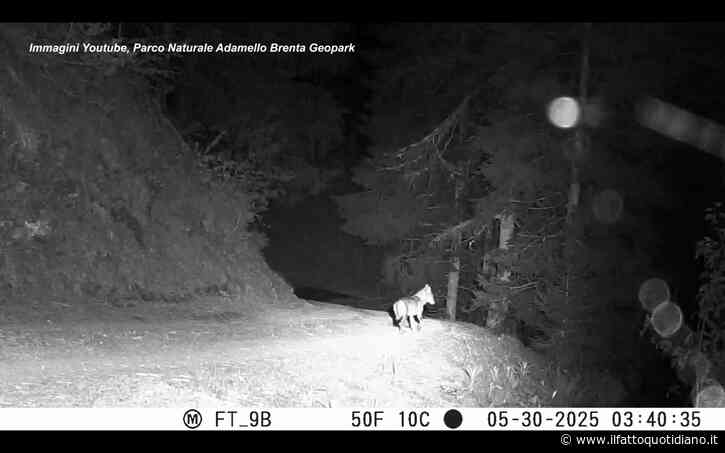 Dissuasori per lupi e orsi, la sperimentazione nel Parco Adamello Brenta: nel video il dispositivo in funzione